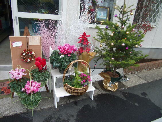 鉢物もお安く御用意しております。